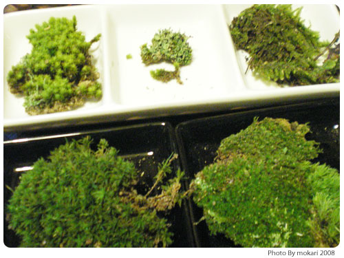 20081018-9　第４回「苔を育てはじめる」