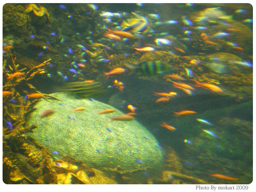 20090617-11　「母なる海との約束を守ろう！」2009年夏支援キャンペーン・WWF