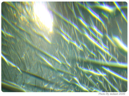20090617-12　「母なる海との約束を守ろう！」2009年夏支援キャンペーン・WWF