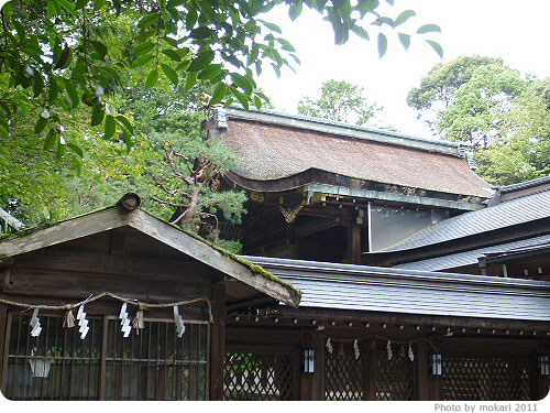 20110922-17 長岡天満宮で、苔を見てきた。