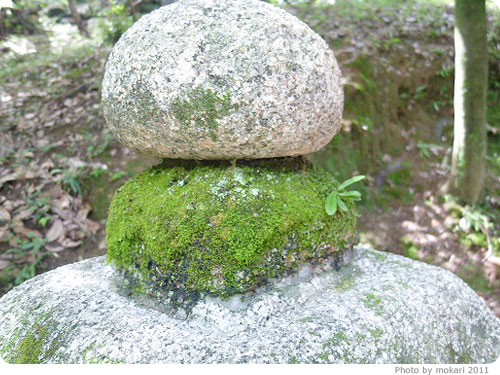 20110922-8 長岡天満宮で苔を見てきた。いいところでした。