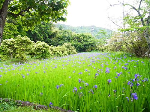 R1154098　大田神社2012年 かきつばたを見に